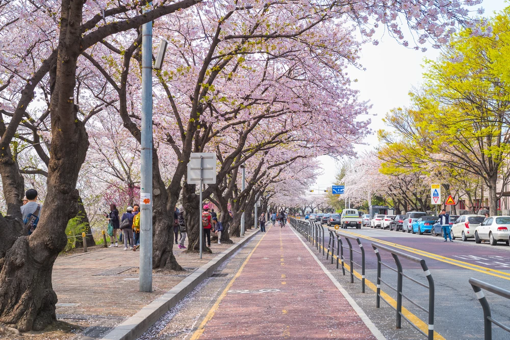 Lễ hội hoa mùa xuân Yeongdeungpo Yeouido (영등포 여의도 봄꽃축제)