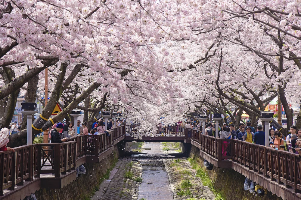 Lễ hội hoa anh đào Jinhae Gunhangje (진해 벚꽃 군항제)