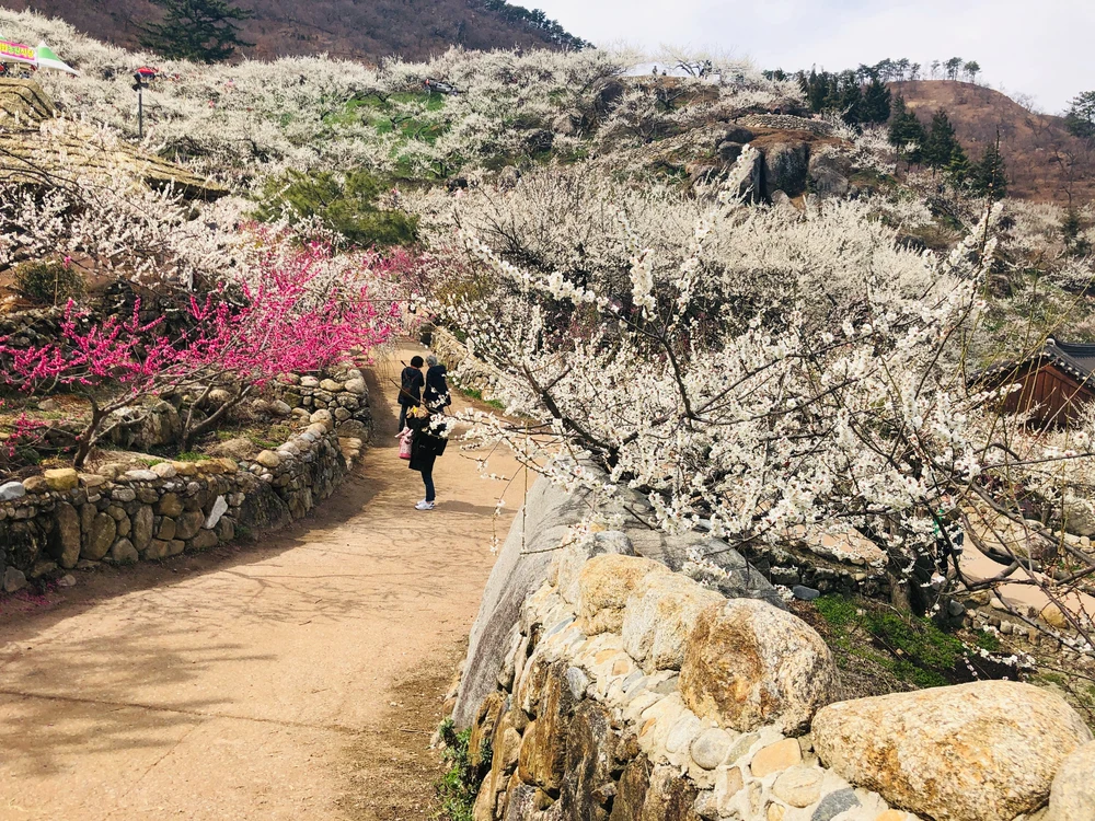 Lễ hội hoa mận Gwangyang Maehwa (광양매화축제)