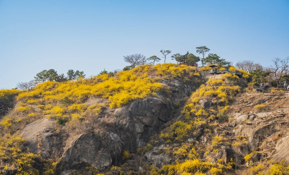 Lễ hội Forsythia núi Eungbongsan (응봉산 개나리축제)