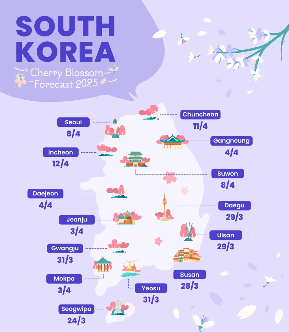Hàn Quốc công bố dự báo thời điểm hoa anh đào nở 2025